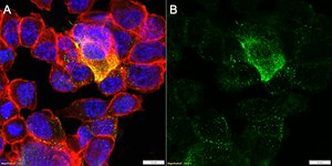 Anti-CD9 Antibody, clone 2K2-k ZooMAb&#174; Rabbit Monoclonal recombinant, expressed in HEK 293 cells