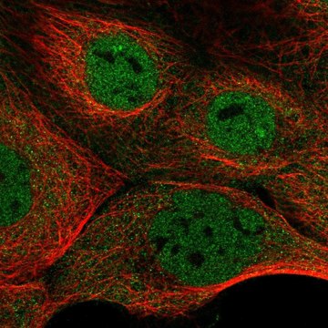 Anti-NFATC3 antibody produced in rabbit Prestige Antibodies&#174; Powered by Atlas Antibodies, affinity isolated antibody