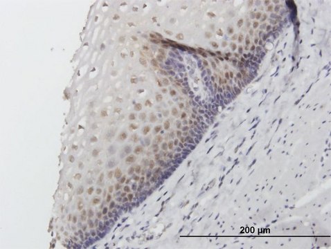 Anti-FKBP4 antibody produced in mouse purified immunoglobulin, buffered aqueous solution