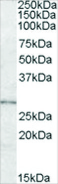 Anti-LYPLAL1 antibody produced in goat affinity isolated antibody, buffered aqueous solution