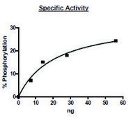 NEK2 active human recombinant, expressed in baculovirus infected Sf9 cells, &#8805;65% (SDS-PAGE)