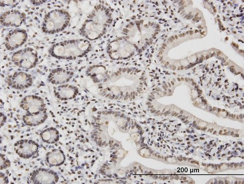 ANTI-TAF11 antibody produced in mouse clone 3G6, purified immunoglobulin, buffered aqueous solution