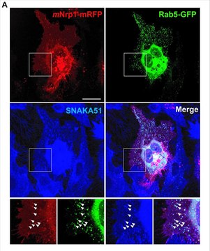 Anti-Integrin alpha5 (Preservative Free) Antibody, clone SNAKA51 clone SNAKA51, from mouse, purified by using protein G