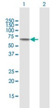 Anti-SLC39A5, (N-terminal) antibody produced in mouse purified immunoglobulin, buffered aqueous solution