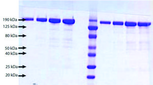 Alpha 2 Macroglobulin, Fast Form from human plasma &#8805;95% (SDS-PAGE)