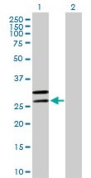 Anti-MRPL2 antibody produced in mouse purified immunoglobulin, buffered aqueous solution