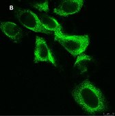 Anti-EGFR Antibody, clone 11E19, ZooMAb&#174; Rabbit Monoclonal recombinant, expressed in HEK 293 cells