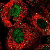 Anti-RFC3 antibody produced in rabbit Prestige Antibodies&#174; Powered by Atlas Antibodies, affinity isolated antibody, buffered aqueous glycerol solution