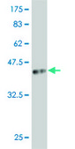 Monoclonal Anti-ARX antibody produced in mouse clone 3A4, purified immunoglobulin, buffered aqueous solution
