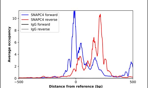 Anti-SNAPC4 antibody produced in rabbit Prestige Antibodies&#174; Powered by Atlas Antibodies, affinity isolated antibody