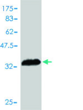 Monoclonal Anti-PI3 antibody produced in mouse clone 3G9, purified immunoglobulin, buffered aqueous solution