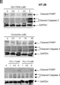 Anti-Glyceraldehyde-3-Phosphate Dehydrogenase Antibody, clone 6C5 clone 6C5, Chemicon&#174;, from mouse