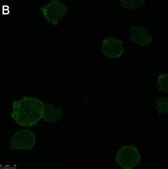Anti-TNF&#945; Antibody, clone 3B20 ZooMAb&#174; Rabbit Monoclonal recombinant, expressed in HEK 293 cells