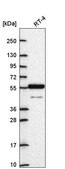 Anti-ARNTL2 antibody produced in rabbit Prestige Antibodies&#174; Powered by Atlas Antibodies, affinity isolated antibody