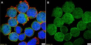 Anti-GLUL Antibody, clone 1D15 ZooMAb&#174; Rabbit Monoclonal recombinant, expressed in HEK 293 cells
