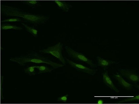 Monoclonal Anti-SMAD9 antibody produced in mouse clone 3H2, purified immunoglobulin, buffered aqueous solution