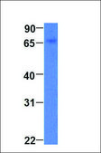 Anti-ATG16L1 (AB1) antibody produced in rabbit affinity isolated antibody