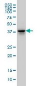 Monoclonal Anti-FAM50A antibody produced in mouse clone 5F10, purified immunoglobulin, buffered aqueous solution