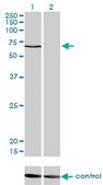 Monoclonal Anti-CACNB1 antibody produced in mouse clone 1G6, purified immunoglobulin, buffered aqueous solution