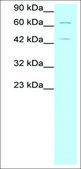 Anti-FOXP3 IgG fraction of antiserum