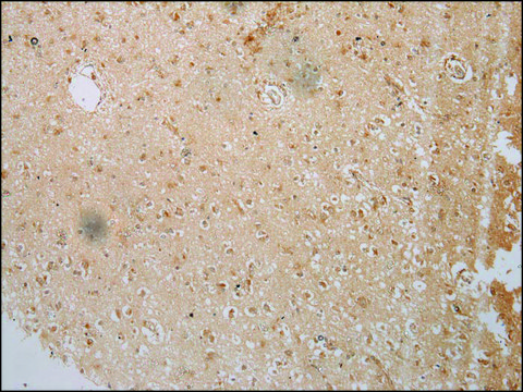 Anti-IL3RA affinity isolated antibody