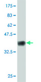 ANTI-GUCY2C antibody produced in mouse clone 3H6, purified immunoglobulin, buffered aqueous solution