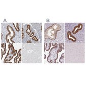 Anti-ASRGL1 antibody produced in rabbit Prestige Antibodies&#174; Powered by Atlas Antibodies, affinity isolated antibody, buffered aqueous glycerol solution