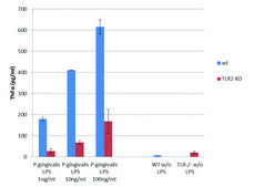 Lipopolysaccharide from Porphyromonas gingivalis purified by phenol extraction