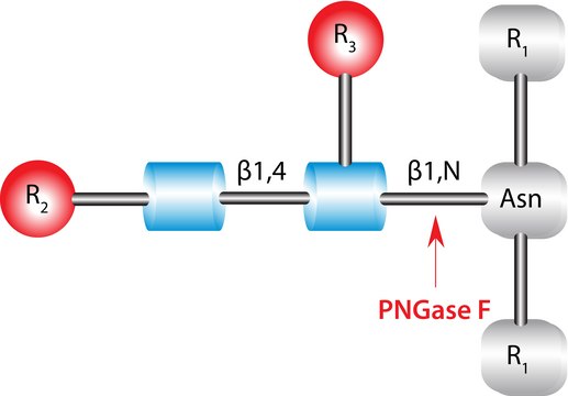 PNGase F from Elizabethkingia meningoseptica recombinant, expressed in E. coli, set of 100&#160;units nanomolar unit