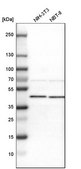 Anti-AUP1 antibody produced in rabbit Prestige Antibodies&#174; Powered by Atlas Antibodies, affinity isolated antibody, buffered aqueous glycerol solution