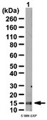 Anti-Surfactant Protein B Antibody from rabbit, purified by affinity chromatography
