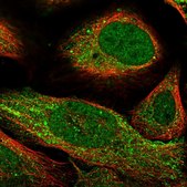 Anti-CARD8 antibody produced in rabbit Prestige Antibodies&#174; Powered by Atlas Antibodies, affinity isolated antibody, buffered aqueous glycerol solution