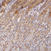 Anti-NIN antibody produced in rabbit Prestige Antibodies&#174; Powered by Atlas Antibodies, affinity isolated antibody, buffered aqueous glycerol solution