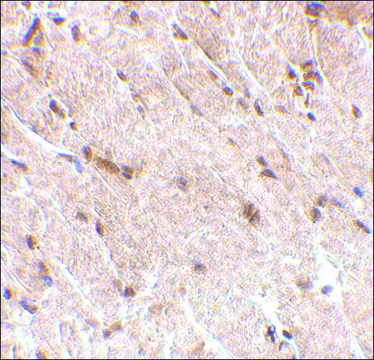 Anti-MAPKAP1 (ab2) antibody produced in rabbit affinity isolated antibody, buffered aqueous solution