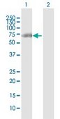 Anti-CTNND1 antibody produced in rabbit purified immunoglobulin, buffered aqueous solution