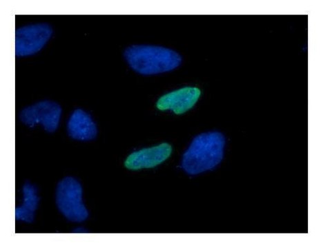 Monoclonal Anti-HA tag antibody produced in mouse clone GT423, affinity isolated antibody