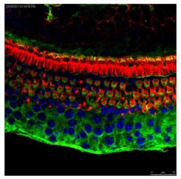 Anti-ATF4, (C-terminal) antibody produced in rabbit affinity isolated antibody