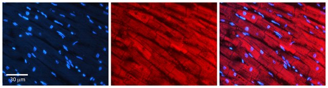 Anti-SREBF2 antibody produced in rabbit affinity isolated antibody