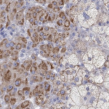Anti-NRIP3 antibody produced in rabbit Prestige Antibodies&#174; Powered by Atlas Antibodies, affinity isolated antibody, buffered aqueous glycerol solution