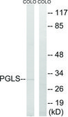 Anti-PGLS antibody produced in rabbit affinity isolated antibody