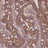 Anti-QRFP antibody produced in rabbit Prestige Antibodies&#174; Powered by Atlas Antibodies, affinity isolated antibody, buffered aqueous glycerol solution
