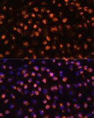 Anti-CD11B antibody produced in rabbit