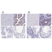 Anti-SNTN antibody produced in rabbit Prestige Antibodies&#174; Powered by Atlas Antibodies, affinity isolated antibody, buffered aqueous glycerol solution