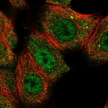 Anti-CNOT10 antibody produced in rabbit Prestige Antibodies&#174; Powered by Atlas Antibodies, affinity isolated antibody