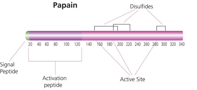 Papain from papaya latex buffered aqueous suspension, 2× Crystallized, &#8805;16&#160;units/mg protein