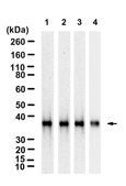 Anti-LDH-A Antibody, clone 1I7 ZooMAb&#174; Rabbit Monoclonal recombinant, expressed in HEK 293 cells
