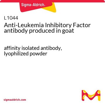 Anti-Leukemia Inhibitory Factor antibody produced in goat affinity isolated antibody, lyophilized powder