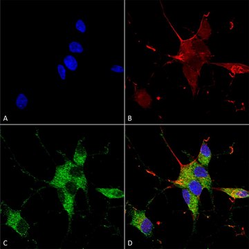 Monoclonal Anti-Nrcam - Rpe antibody produced in mouse clone S364-51, purified immunoglobulin