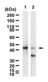 Anti-Caspase-9 Antibody, clone 1G22 ZooMAb&#174; Rabbit Monoclonal recombinant, expressed in HEK 293 cells