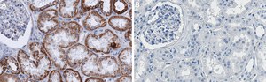 Anti-GLS Antibody, clone 1D16 ZooMAb&#174; Rabbit Monoclonal recombinant, expressed in HEK 293 cells